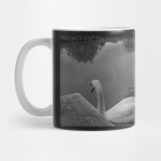 Lone mute swan searching the River Bure Mug